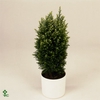 .Chamaecyparis lawsoniana snow white