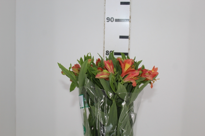 <h4>ALSTROEMERIA TROPICANA 080 CM</h4>