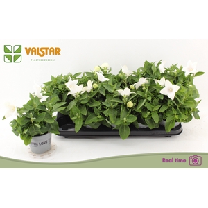 PLATYCO GR ASTRA WHI