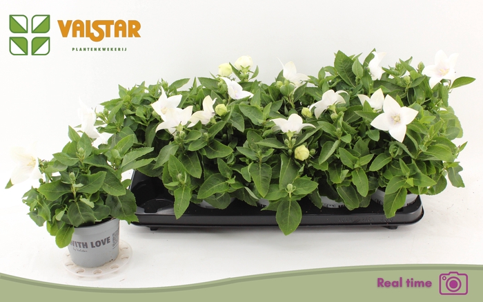 <h4>PLATYCO GR ASTRA WHI</h4>