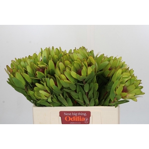 LEUCAD ROSETTE