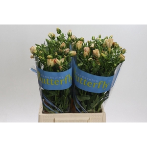 RAN BUTTERFLY HESTIA 25GR