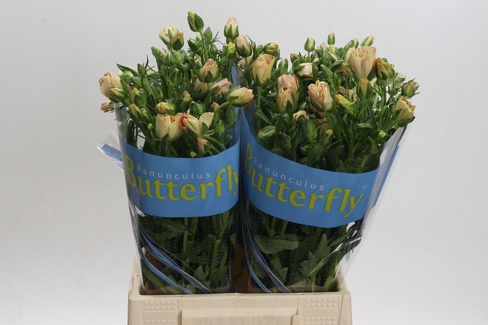 <h4>RAN BUTTERFLY HESTIA 25GR</h4>