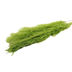 Dried Cortaderia Dadang Light Green 140cm P Stem