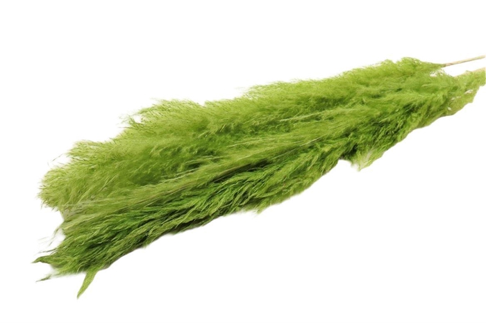 <h4>Dried Cortaderia Dadang Light Green 140cm P Stem</h4>