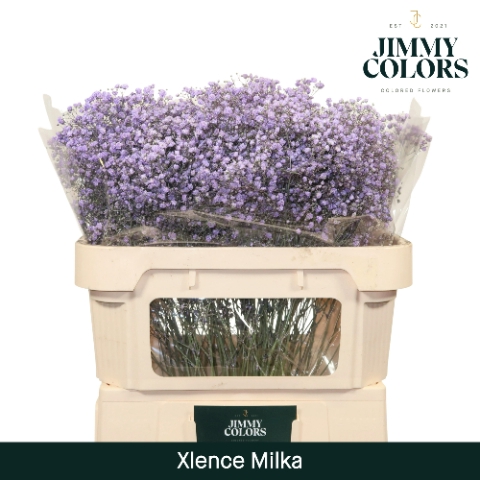 <h4>Gyps Xlence l70 Milka</h4>