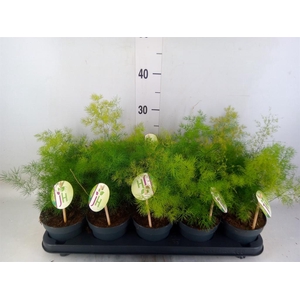 Asparagus umbellatus