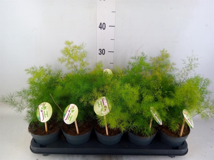 <h4>Asparagus umbellatus</h4>