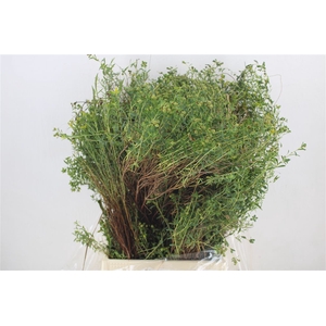 Euph Spinoza Medium 400gr P Bunch
