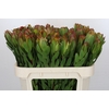 Leucadendron Saf Sunset Dark Red