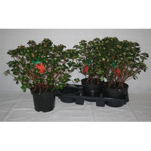 Rhododendron Japanse Azalea Hino-crimson 19Ø 44cm