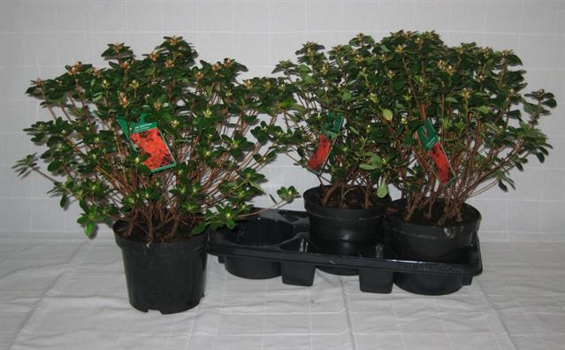 Rhododendron Japanse Azalea Hino-crimson 19Ø 44cm