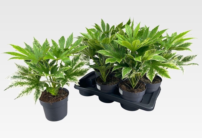 <h4>FATSIA VARIEGATA</h4>