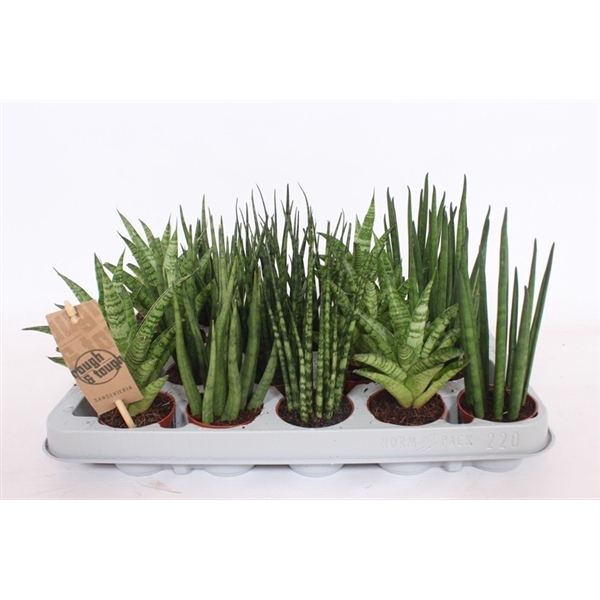 <h4>Sansevieria Luxe mix</h4>