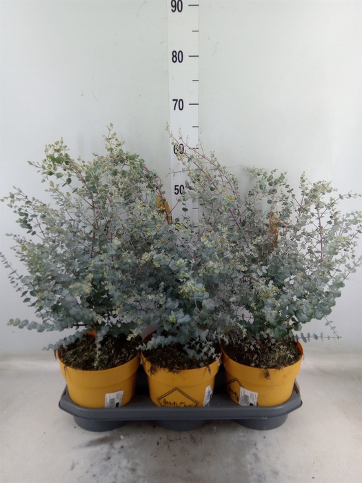 <h4>Eucalyptus gunnii 'Azura'</h4>