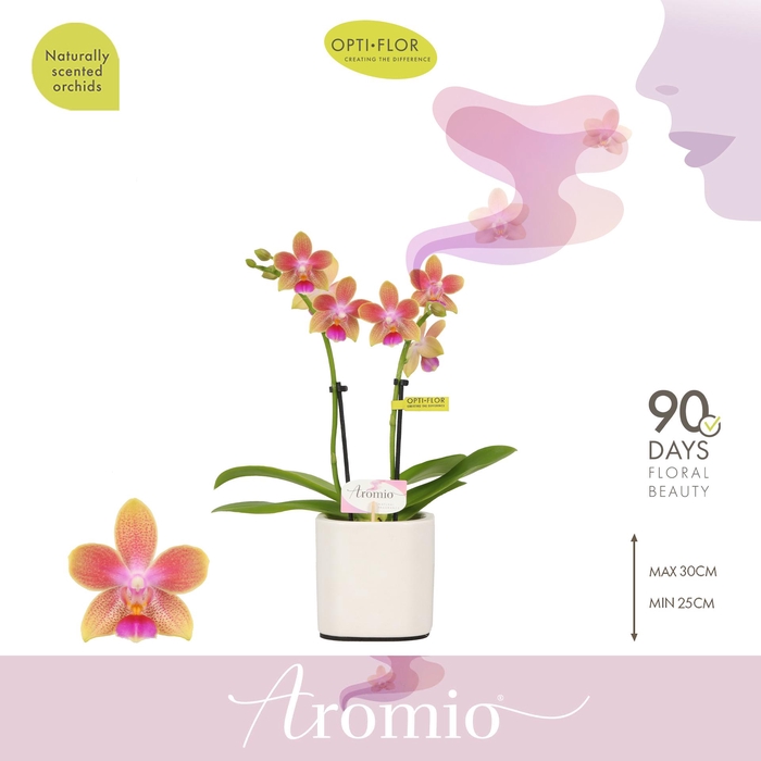 <h4>Aromio Spring 2 spike in Piemonte White</h4>