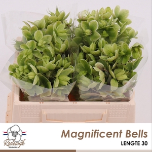 HELL  MAGNIFIC BELLS