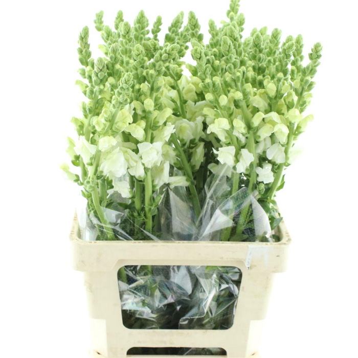 <h4>Antir Op White</h4>