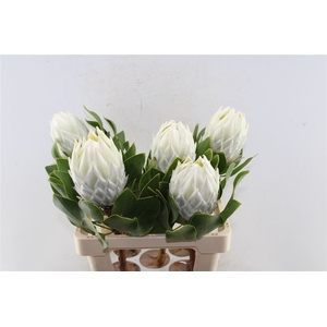 Protea Cy Arctic Ice 60cm