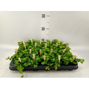 Peperomia rotundifolia