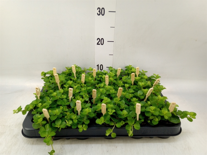 <h4>Peperomia rotundifolia</h4>