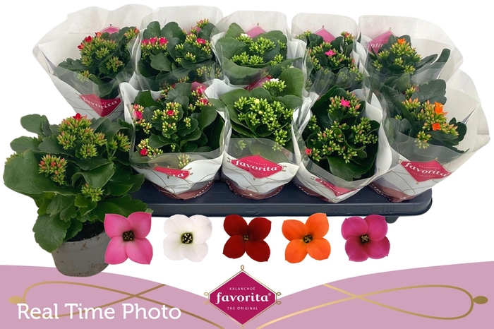 <h4>KAL EN GEM 5 KL</h4>