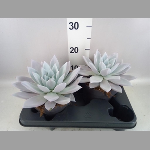 Echeveria  'Mexican Giant'