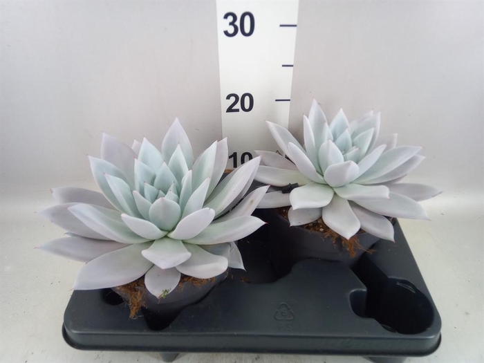 <h4>Echeveria  'Mexican Giant'</h4>