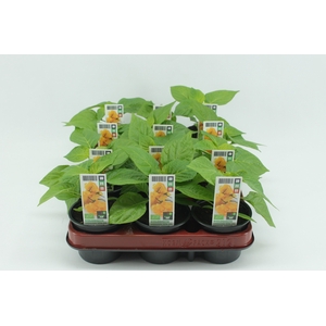 BKH groente 50510 bio Surinaamse Peper Geel