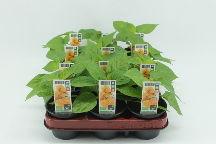<h4>BKH groente 50510 bio Surinaamse Peper Geel</h4>