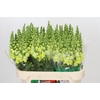 Antirrhinum Opus Yellow