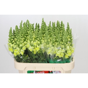 Antirrhinum Opus Yellow