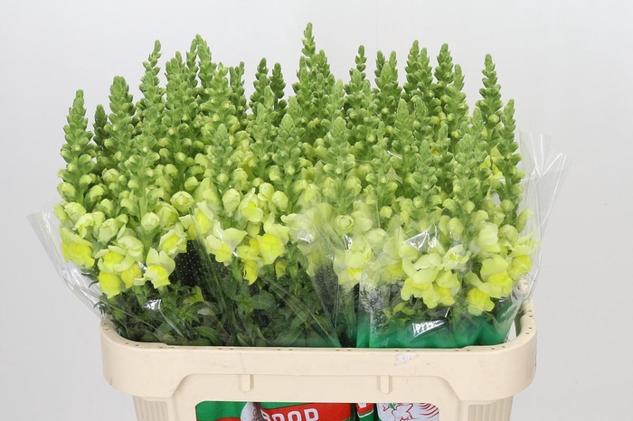 <h4>Antirrhinum Opus Yellow</h4>