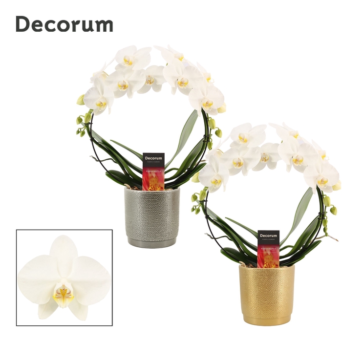 <h4>Phalaenopsis boog wit in Gabriël (Deco-collection)</h4>