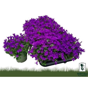Campanula portenschlagiana Blue PKMp01