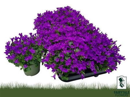 <h4>Campanula portenschlagiana Blue PKMp01</h4>