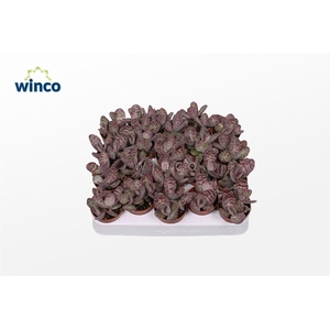 Kalanchoe Marmorata (leopard)