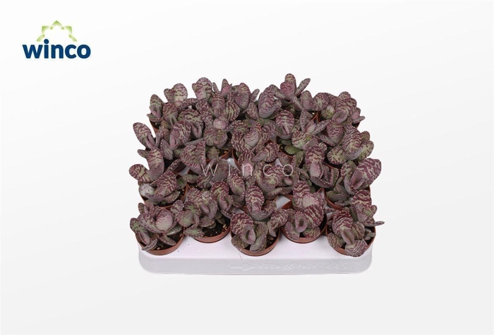 <h4>Kalanchoe Marmorata (leopard)</h4>