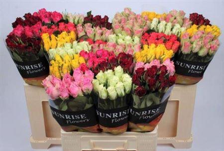 <h4>R Kl Gem In Fust</h4>