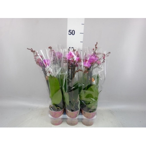 Phalaenopsis multi. 'Ant Vienna'