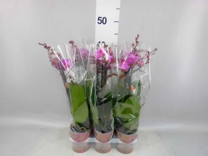<h4>Phalaenopsis multi. 'Ant Vienna'</h4>