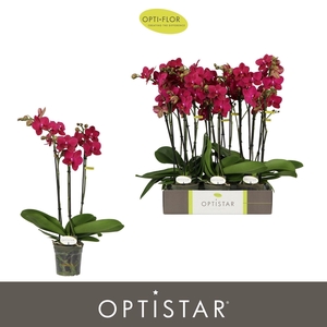 Phalaenopsis   ...red