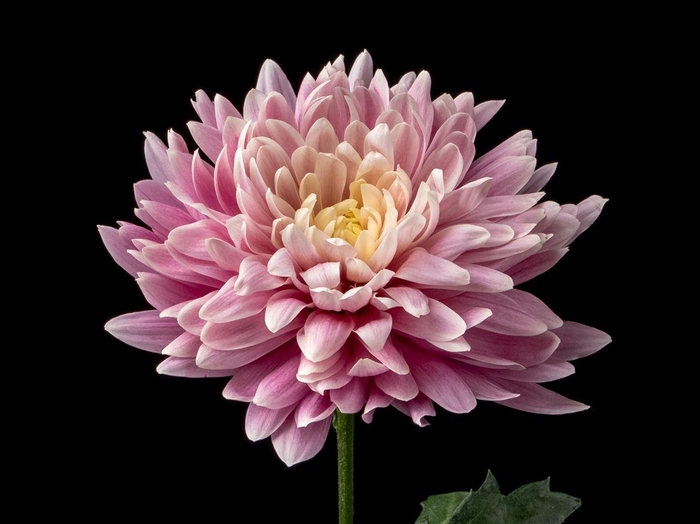 <h4>Chrys Light Salmon</h4>