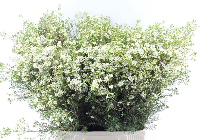 Chamelaucium Jupite Moon