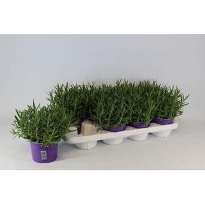Lavendel