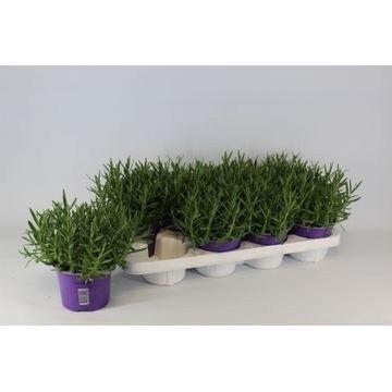 <h4>Lavendel</h4>