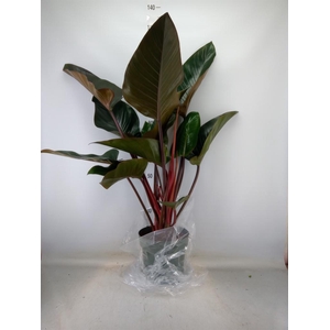 Philodendron  'Red Beauty'