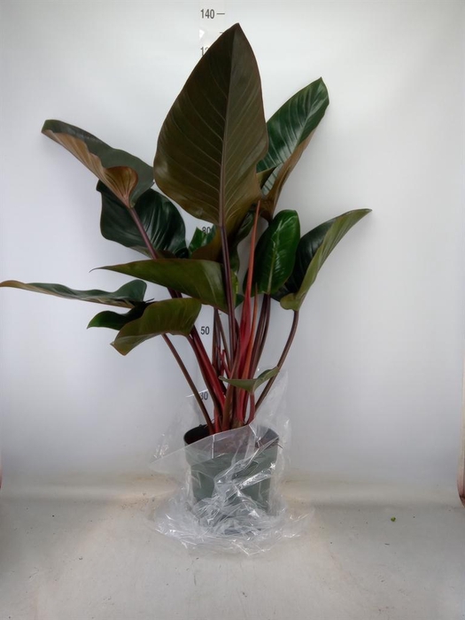 <h4>Philodendron 'Red Beauty'</h4>