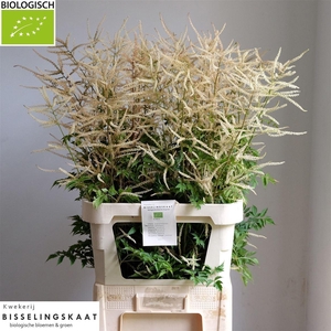 Aruncus Dioicus