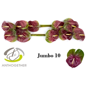 ANTH A JUMBO 10